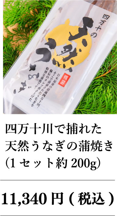 四万十川で捕れた天然ウナギの蒲焼